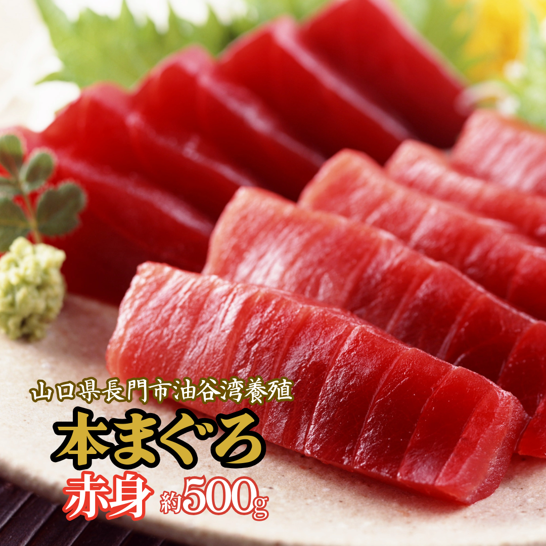 本まぐろ赤身 長門市油谷産 養殖本マグロ約150g 約1～1.5人前 解凍