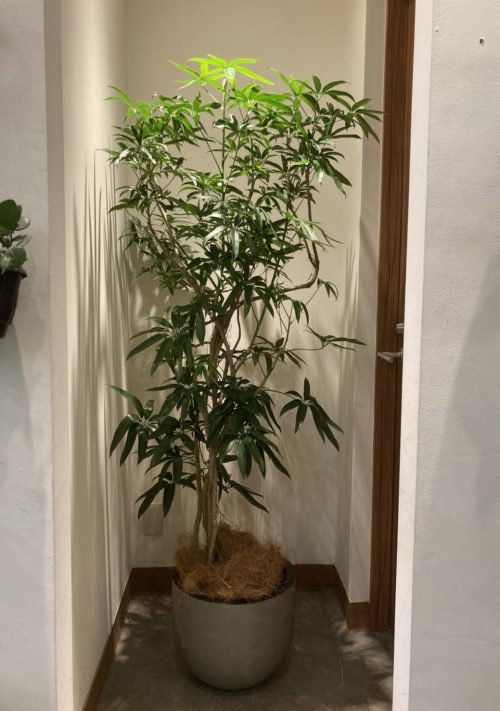 SOLD OUT】シェフレラアンガスティフォリア | 観葉植物専門店シー