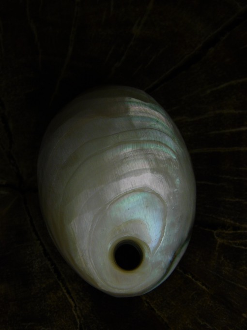 夜光貝磨き体験用パーツ≪二重真珠層パーツ≫ - Seamam夜光貝