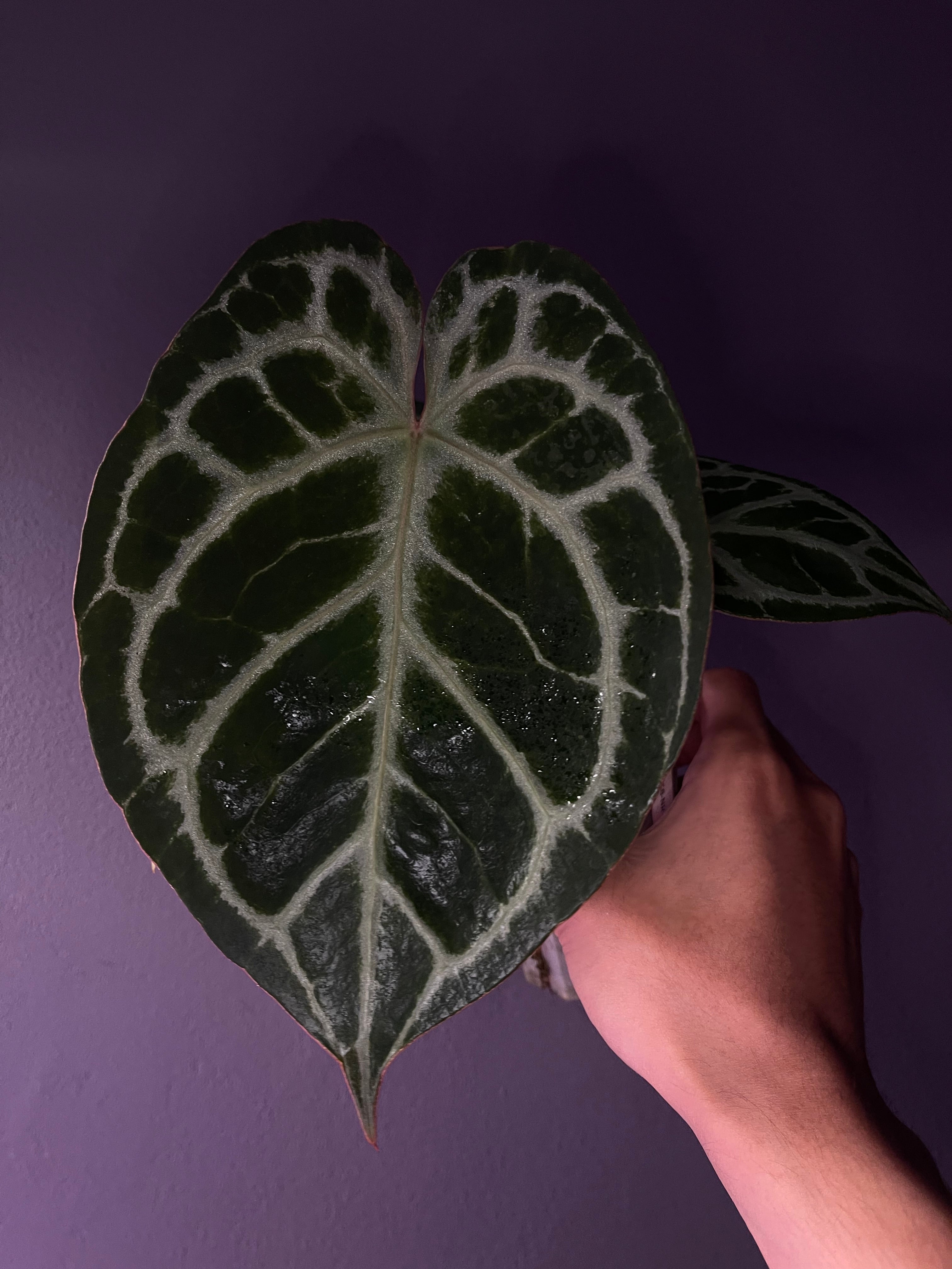 Anthurium 'Tiger Red' – Secret Foliage