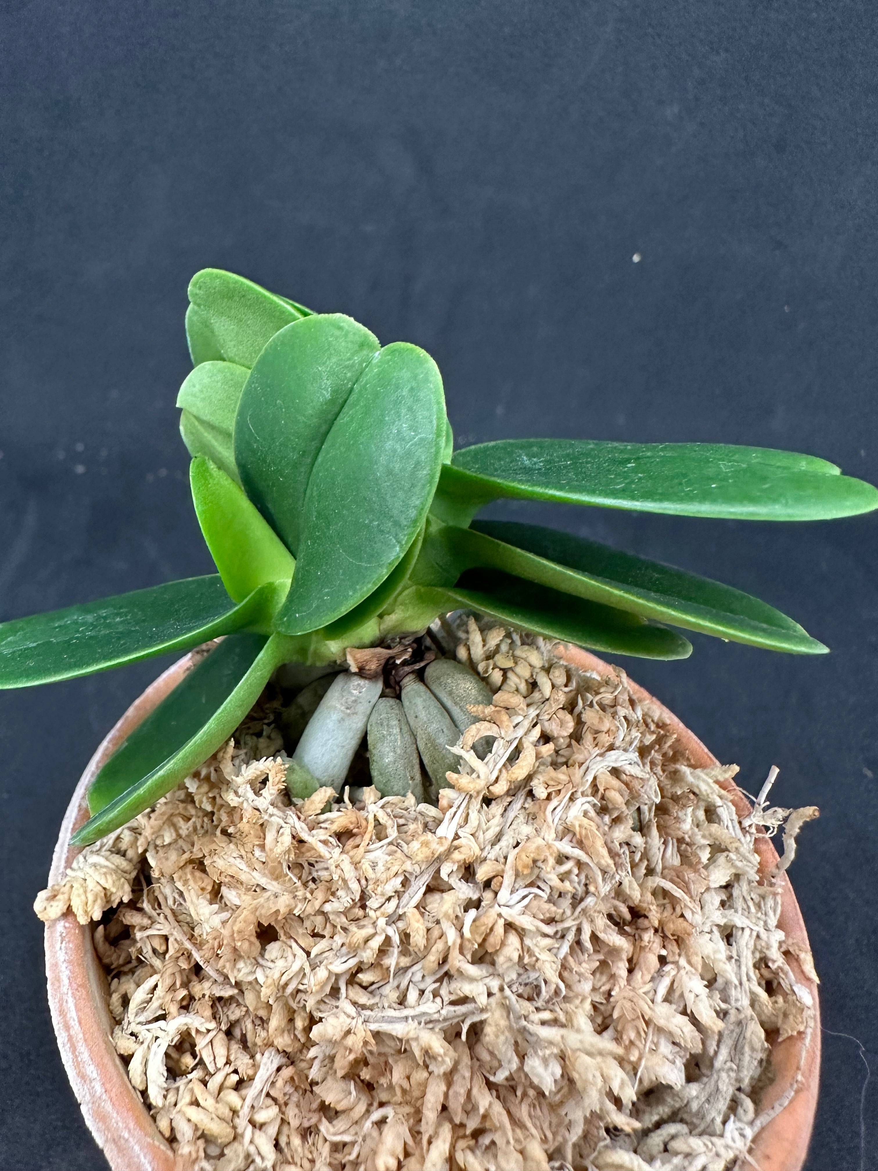 ナゴラン 名護蘭 明丸双子 Sedirea Japonica Minmaru-Twins – シード