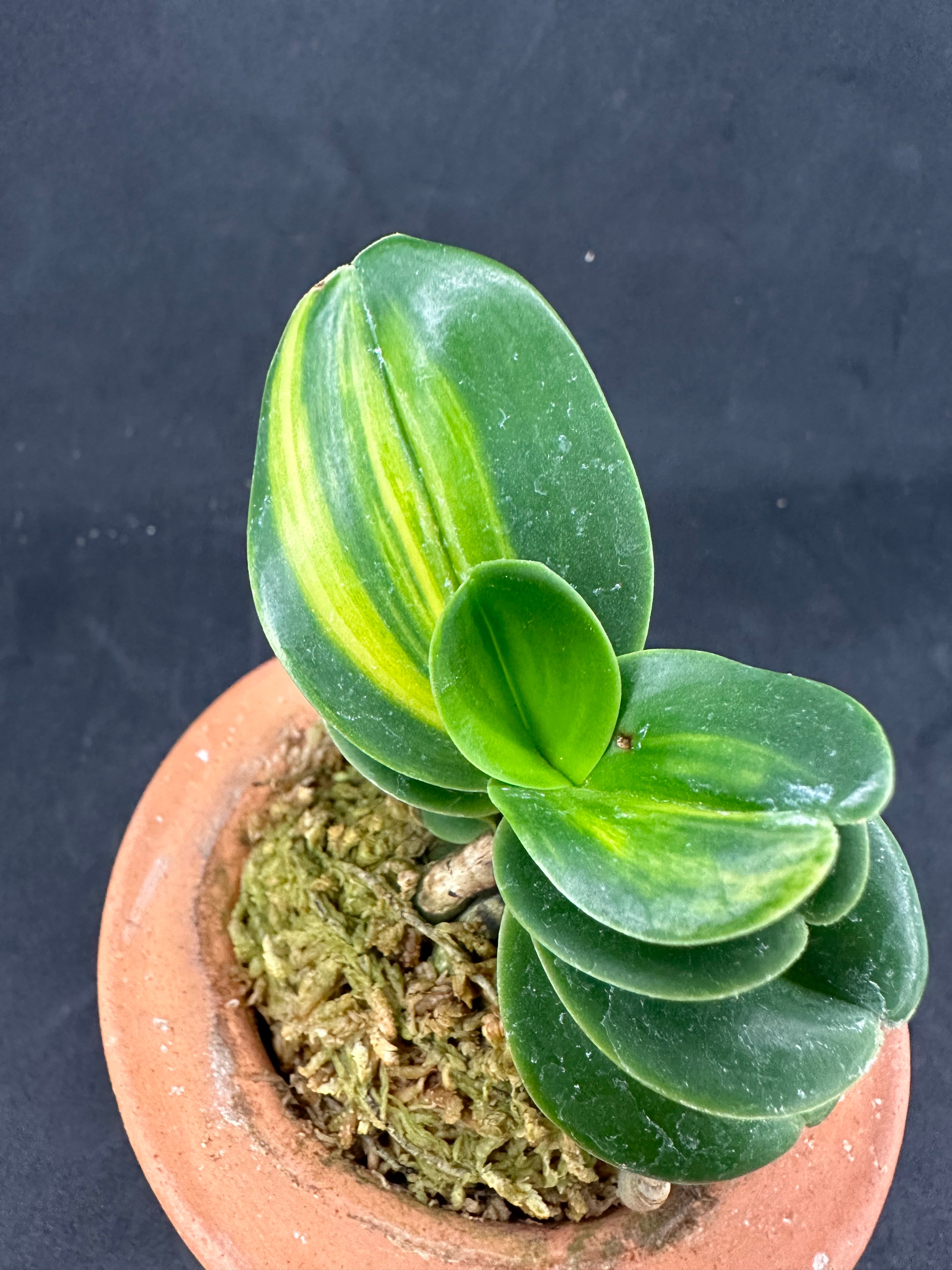 ナゴラン 名護蘭 明丸縞 Sedirea Japonica Minmaru-Shima – シード園芸