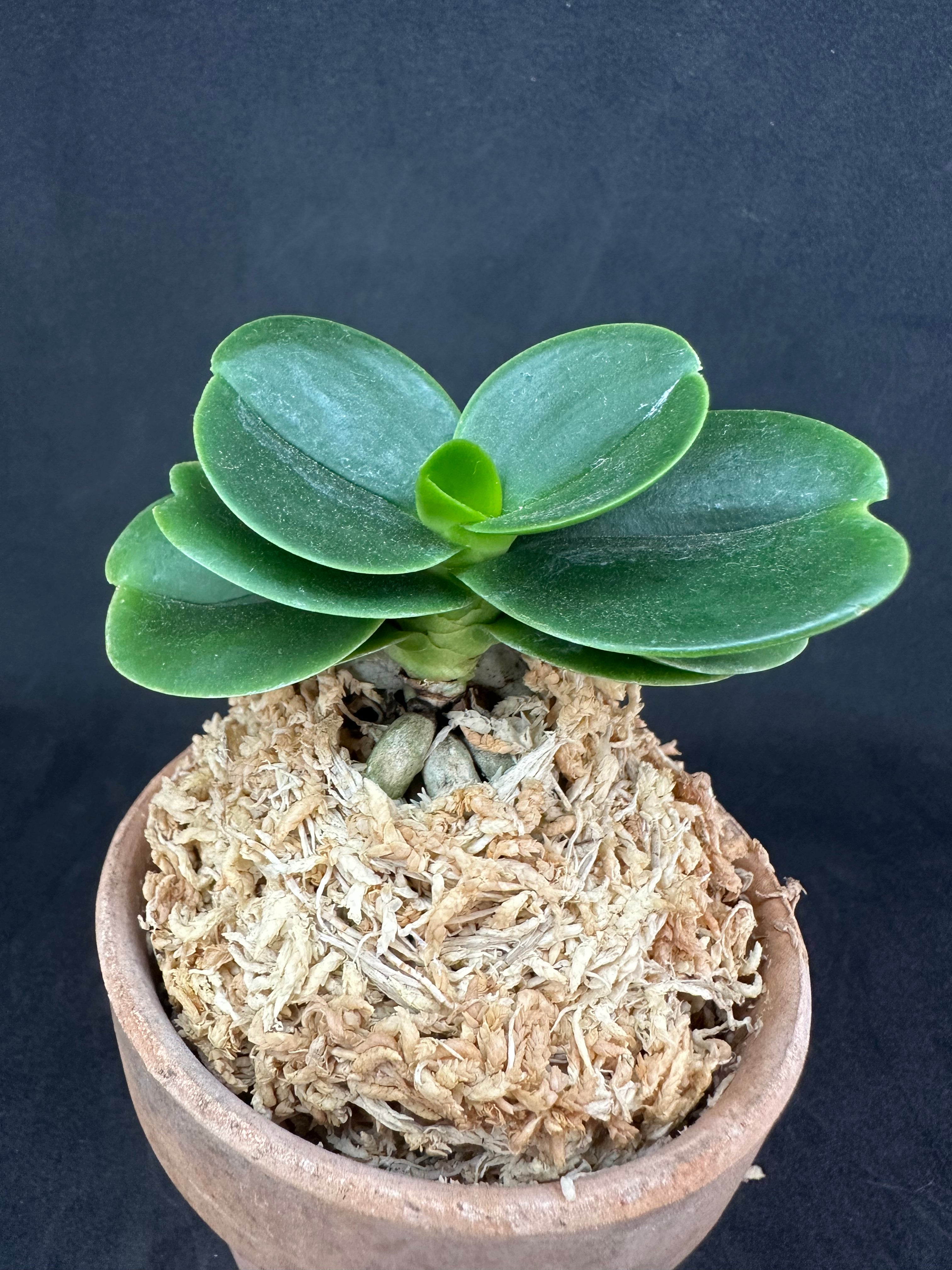 商品 – シード園芸/ SEED Engei