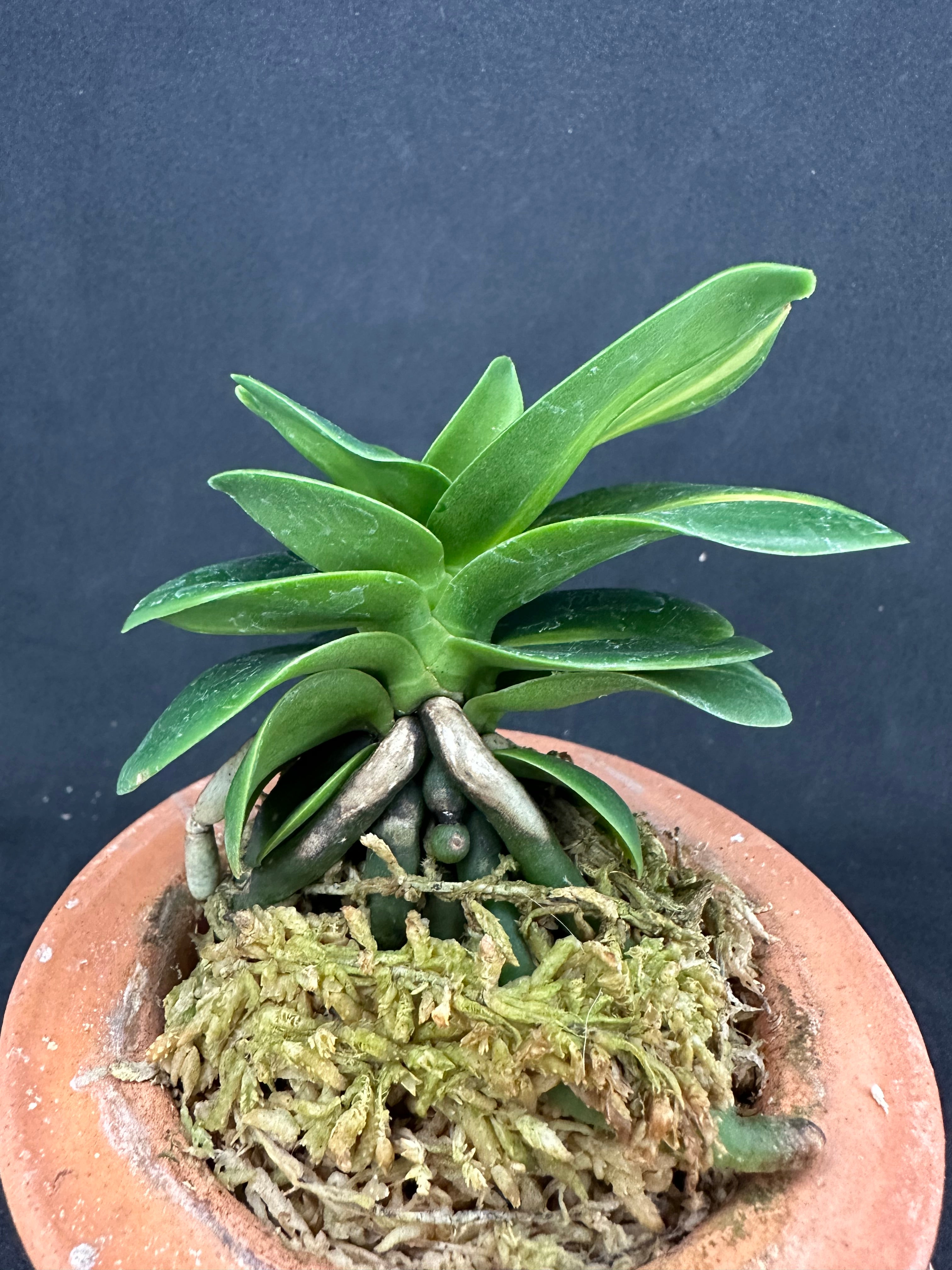 ナゴラン 名護蘭 明丸縞 Sedirea Japonica Minmaru-Shima – シード園芸