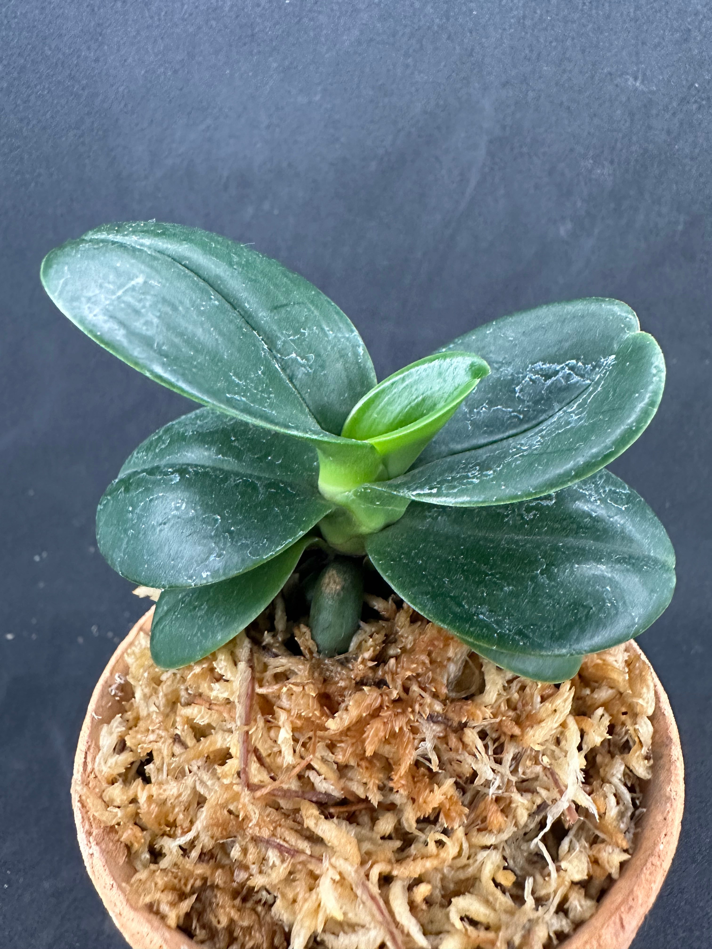 商品 – シード園芸/ SEED Engei