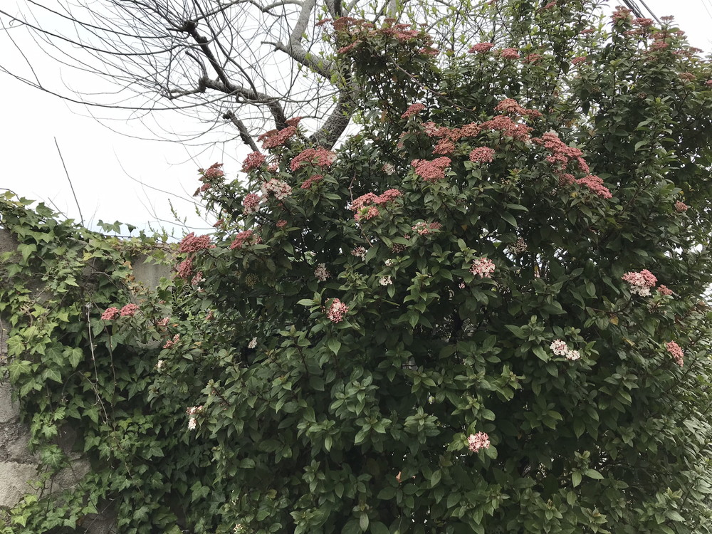 ビバーナム ティヌスの特徴・実用例・通販 – Seeding