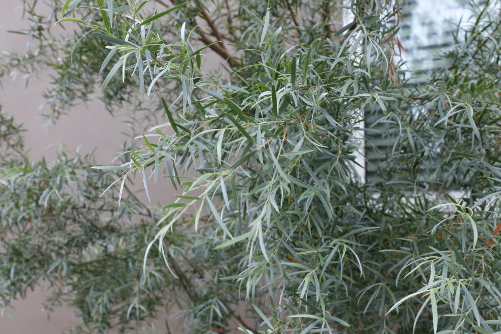 シルバーティーツリーの特徴・実用例・通販 – Seeding