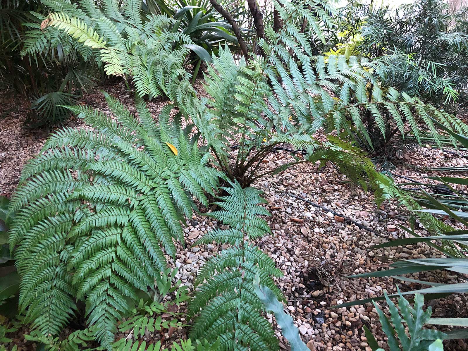 ディクソニア アンタルクティカの特徴・実用例 – Seeding