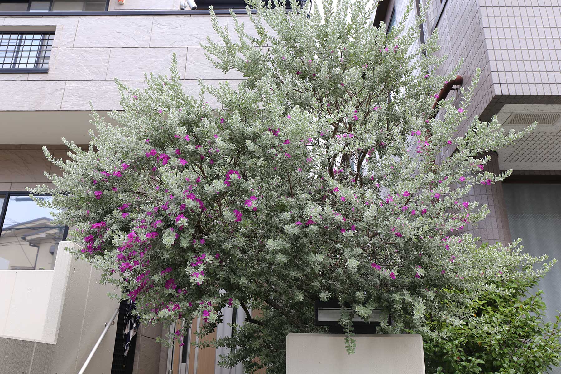 レウコフィルム フルテッセンスの特徴・実用例・通販 – Seeding