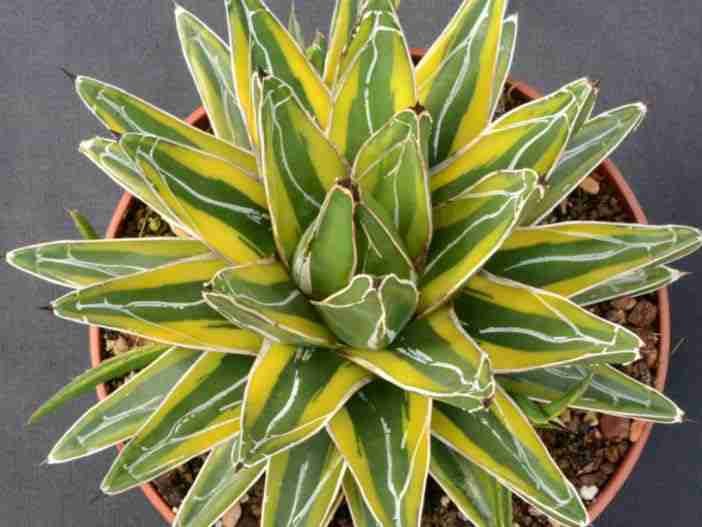 1 Agave Victoriae Reginae Beautiful plant for Indoors