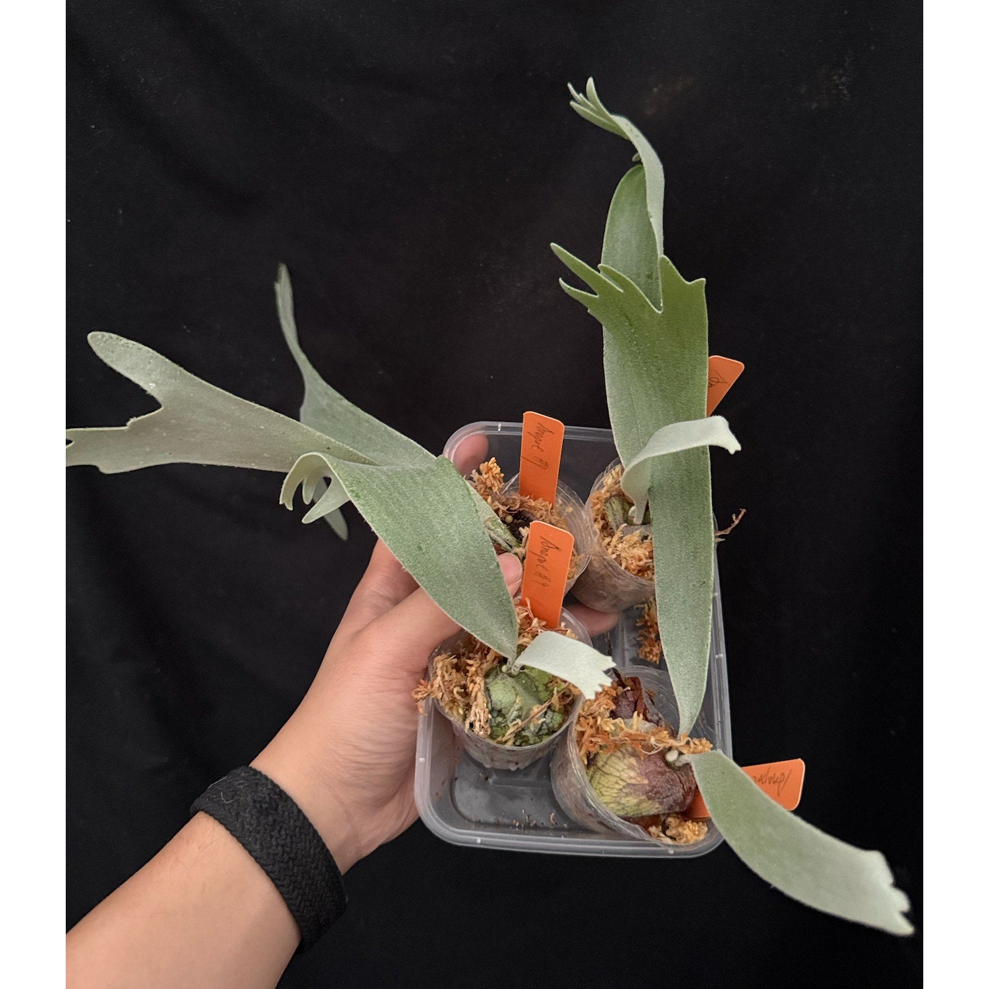 Platycerium willinckii 