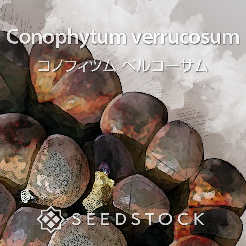 種子] コノフィツム ブルゲリ Conophytum burgeri | メセン 多肉植物