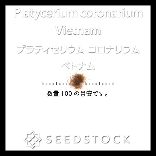 種子/胞子] ビカクシダ コロナリウム ベトナム Platycerium coronarium
