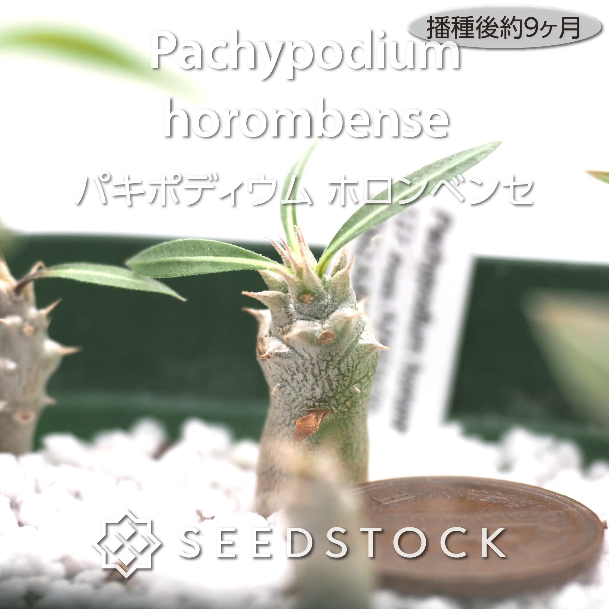 種子] パキポディウム ホロンベンセ Pachypodium horombense | 塊根