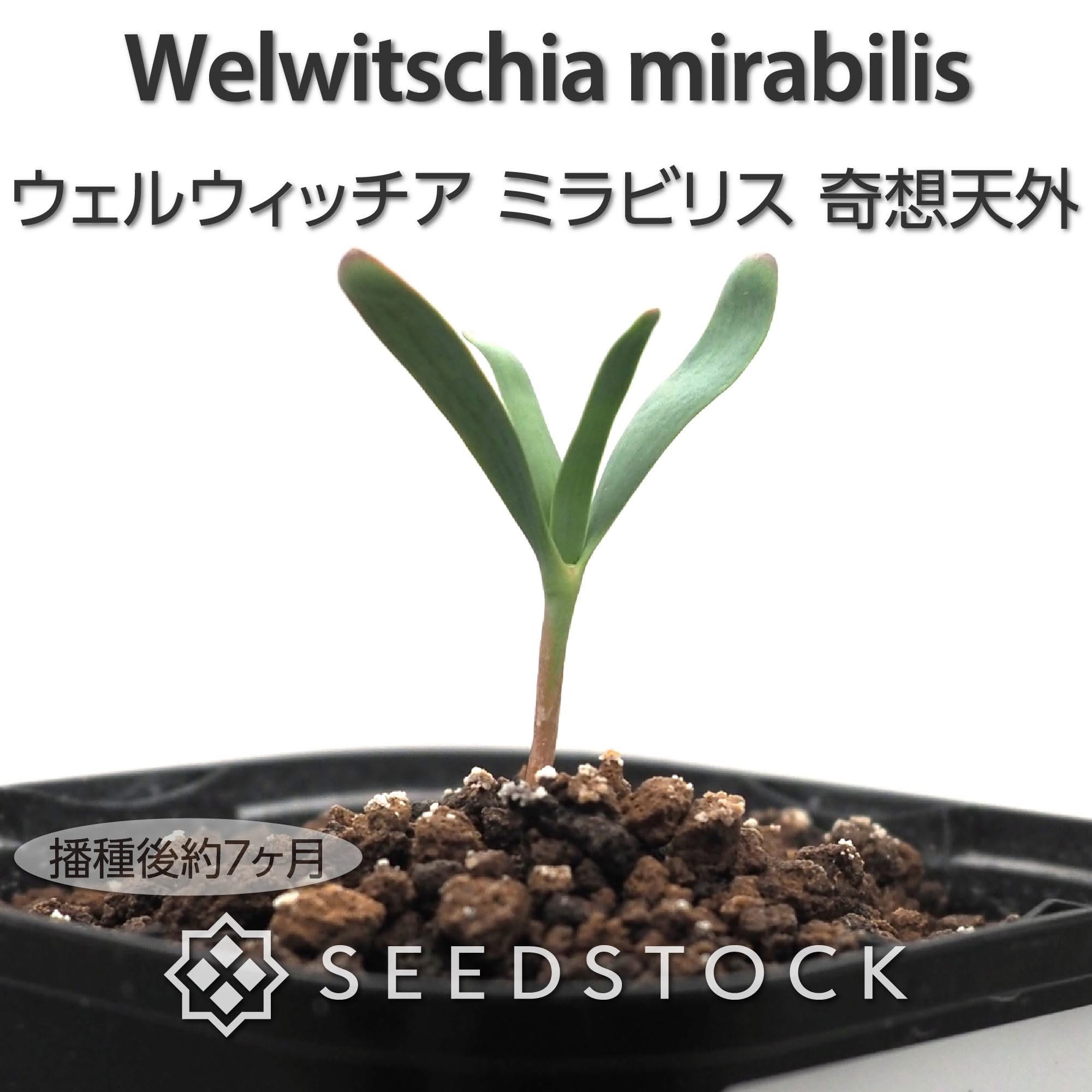 種子] ウェルウィッチア ミラビリス 奇想天外 Welwitschia mirabilis