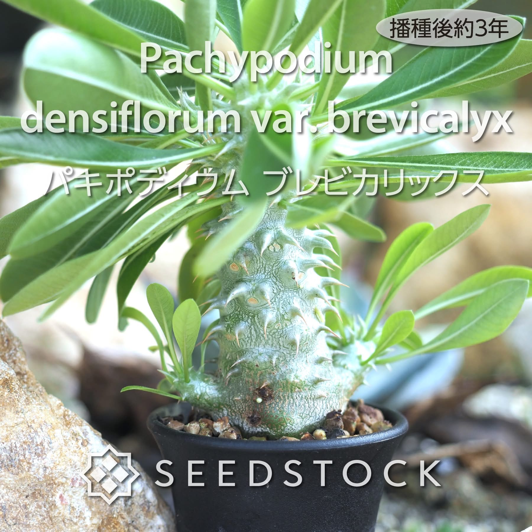 種子] パキポディウム ブレビカリックス Pachypodium densiflorum var