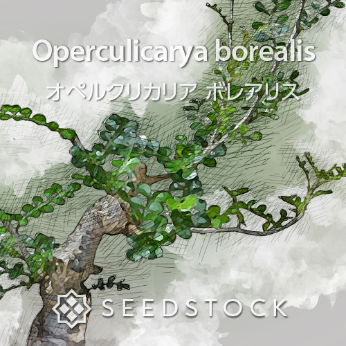 種子] オペルクリカリア ボレアリス Operculicarya borealis | 塊根