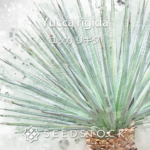 種子] ユッカ リギダ Yucca rigida｜人気品種 ドライガーデン 耐寒性