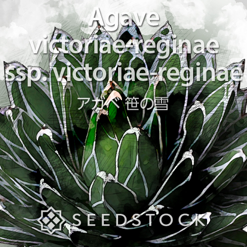 種子] アガベ ビクトリアレジーナエ 笹の雪 Agave victoriae-reginae