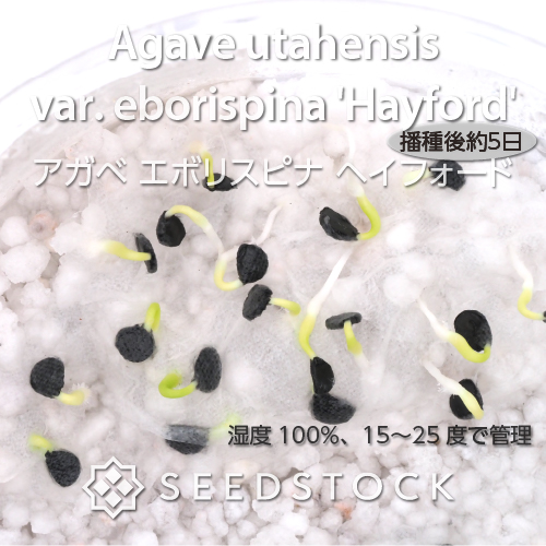 種子] アガベ エボリスピナ ヘイフォード Agave utahensis var