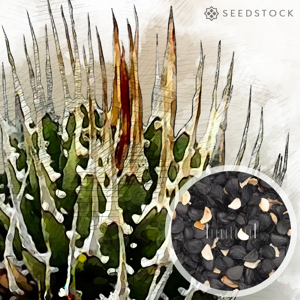 種子] アガベ エボリスピナ Agave utahensis var. eborispina｜トゲ