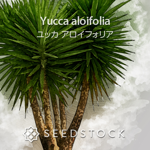 種子] ユッカ アロイフォリア Yucca aloifolia｜リゾートガーデン 耐寒
