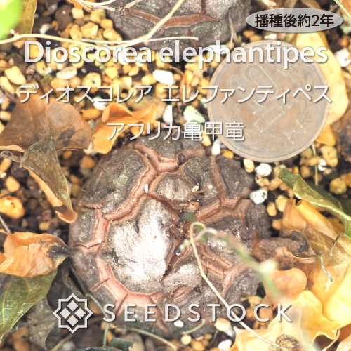 種子] ディオスコレア エレファンティペス Dioscorea elephantipes