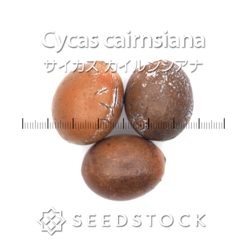 種子] サイカス カイルンシアナ Cycas cairnsiana｜希少 新鮮種子 観葉