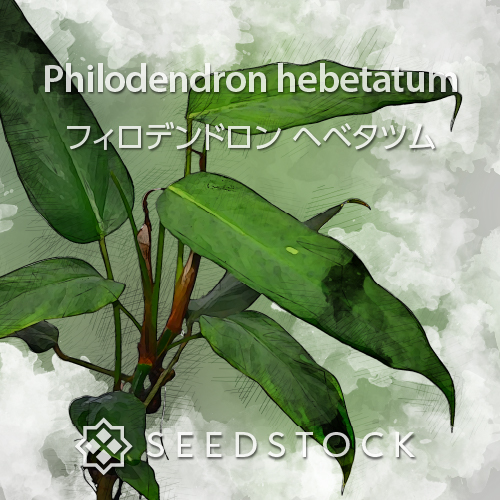 種子] フィロデンドロン グランディペス Philodendron grandipes