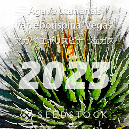 種子] アガベ エボリスピナ ヴェガス 2023 Agave utahensis var