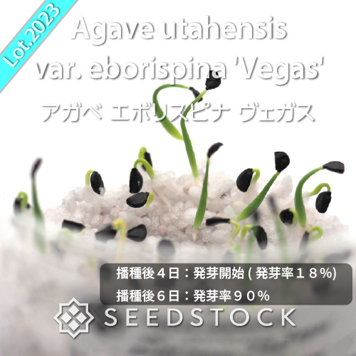 種子] アガベ エボリスピナ ヴェガス 2023 Agave utahensis var