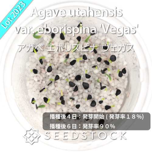 種子] アガベ エボリスピナ ヴェガス 2023 Agave utahensis var