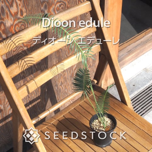 種子] ディオーン エデューレ Dioon edule | ソテツ 希少品種 メキシコ