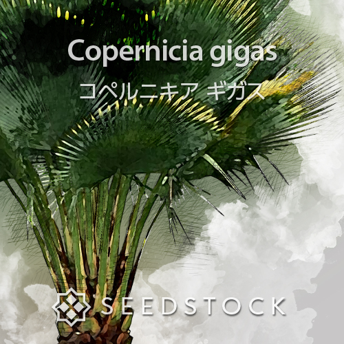 種子]ブラヘア アルマータ Brahea armata | ヤシ シルバーリーフ 耐寒