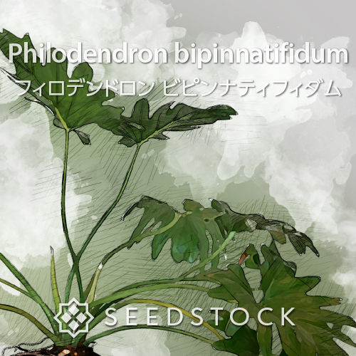 フィロデンドロン 種子通販サイト シードストック