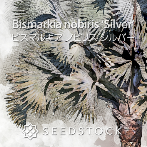 種子]ビスマルキア ノビリス シルバー Bismarckia nobilis 'Silver