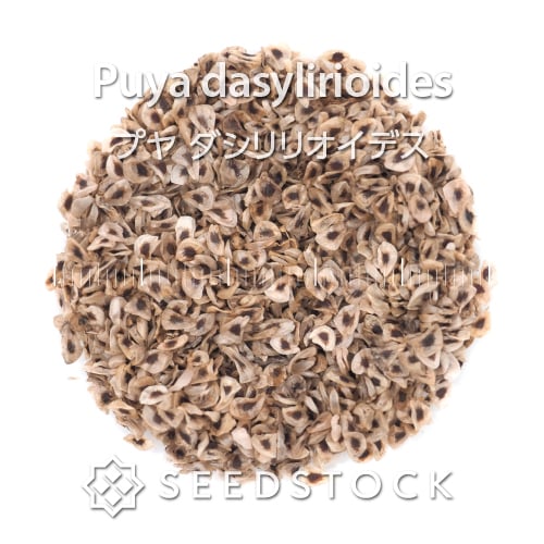 種子] プヤ ベルテロニアナ Puya berteroniana | ブロメリア ドライ