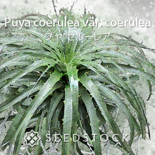 種子] プヤ セルーレア Puya coerulea var. coerulea | ブロメリア