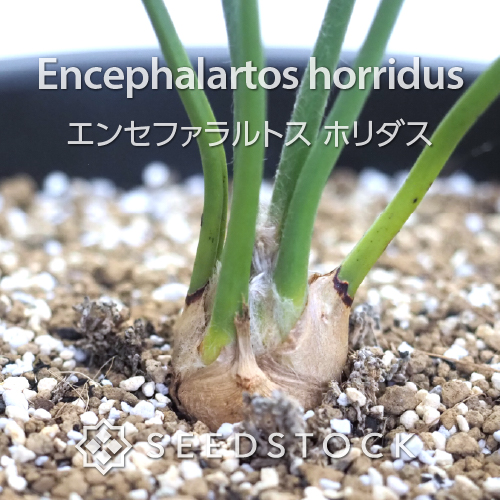 輸入株] エンセファラルトス ホリダス Encephalartos horridus（1