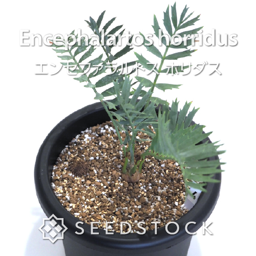 輸入株] エンセファラルトス ホリダス Encephalartos horridus（4