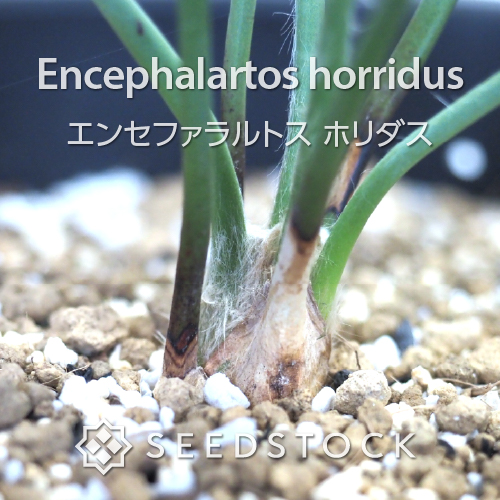 輸入株] エンセファラルトス ホリダス Encephalartos horridus（7