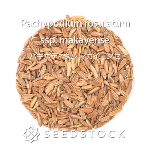 種子] パキポディウム マカイエンセ Pachypodium rosulatum ssp
