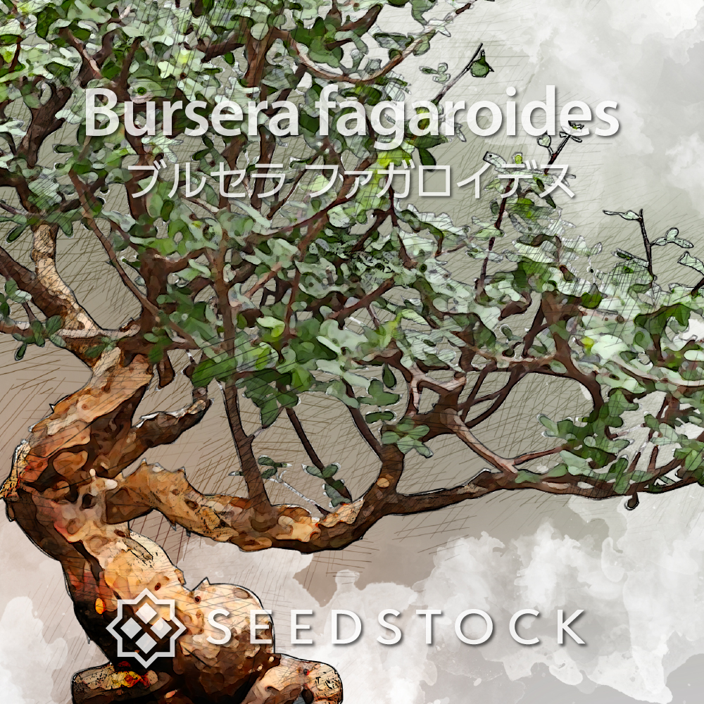 種子] ブルセラ ファガロイデス Bursera fagaroides | 灌木 塊根植物