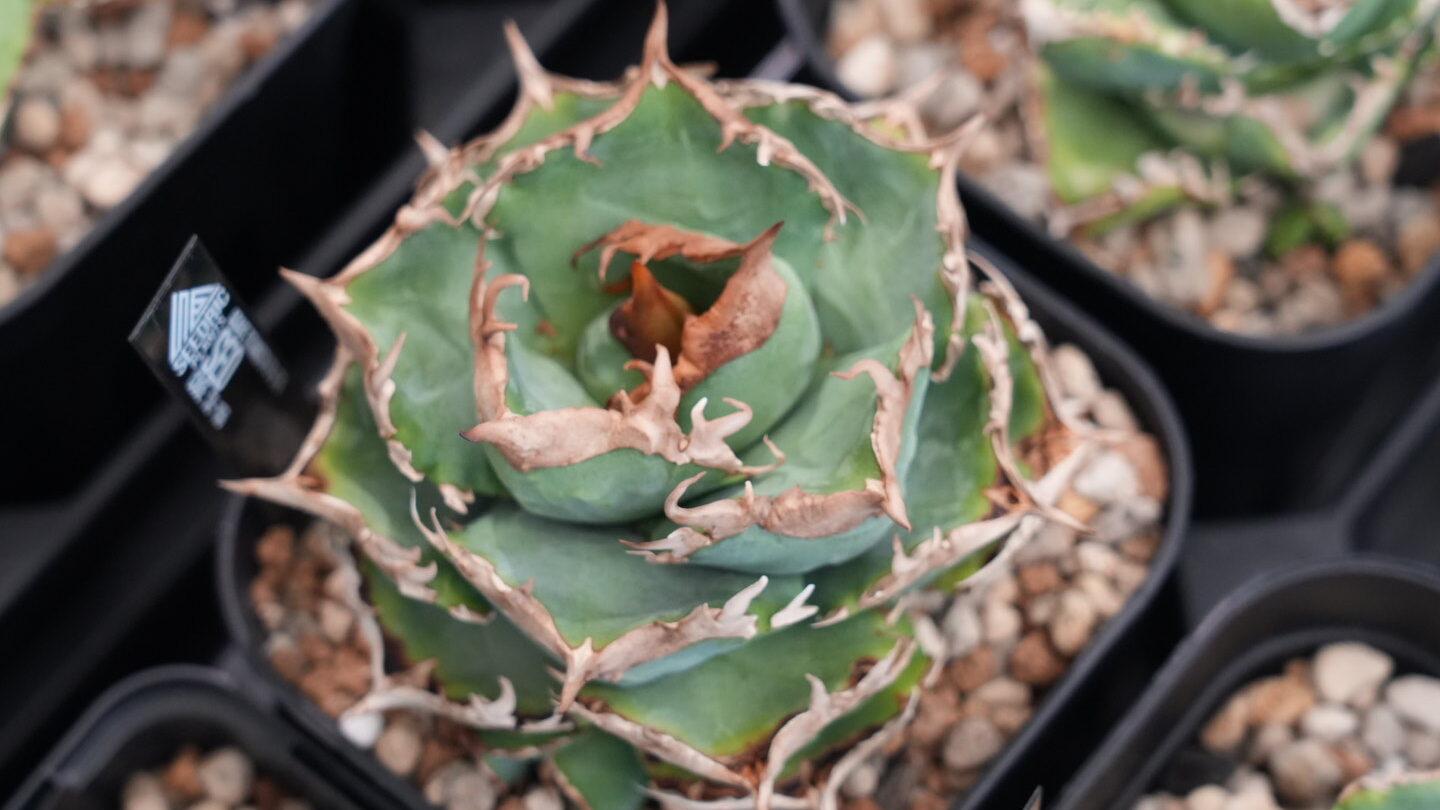 アガベ オテロイ育成ガイド｜美しい株を育てる肥料の基本と注意点