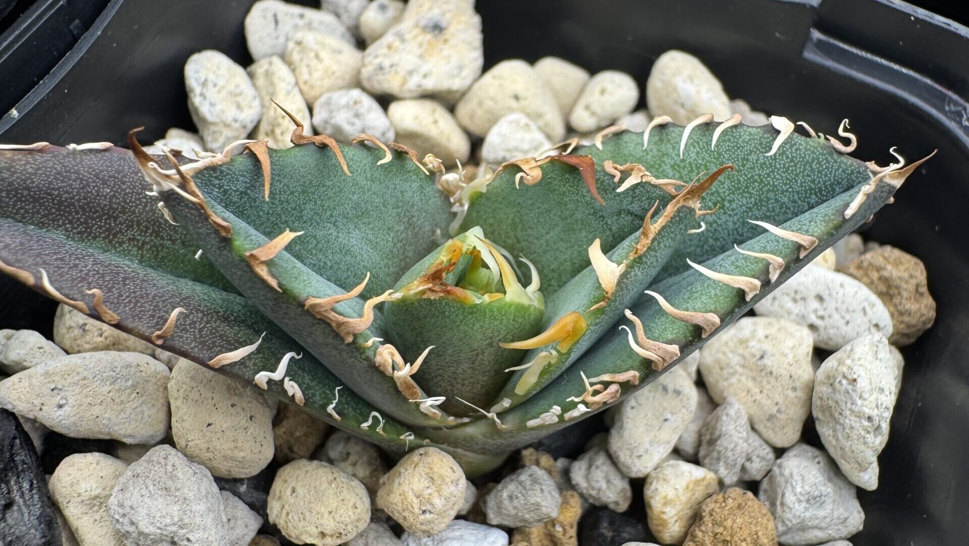 アガベ・オテロイのおすすめ用土と配合ガイド - セドリックプランツ