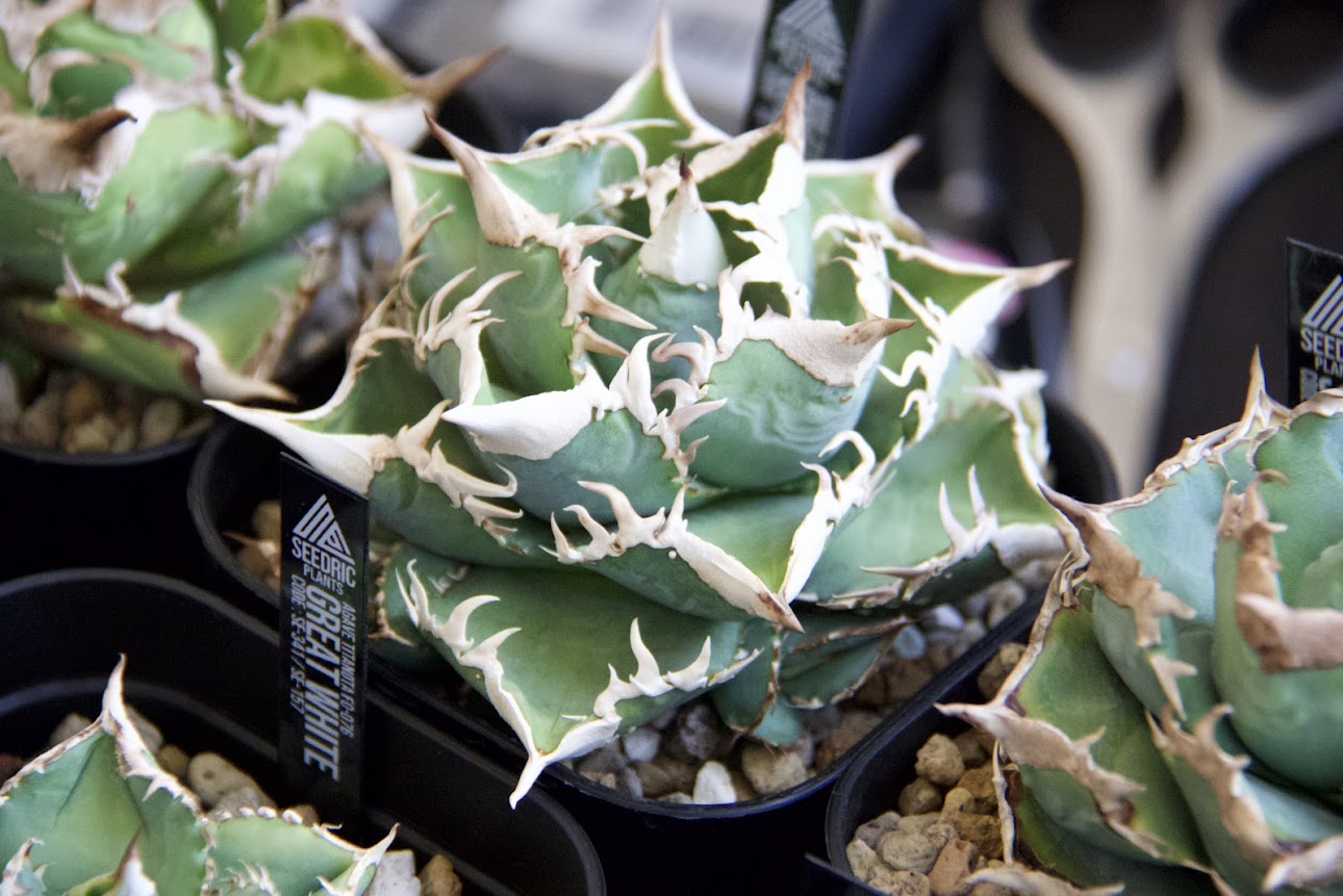 アガベ オテロイ育成ガイド｜美しい株を育てる肥料の基本と注意点