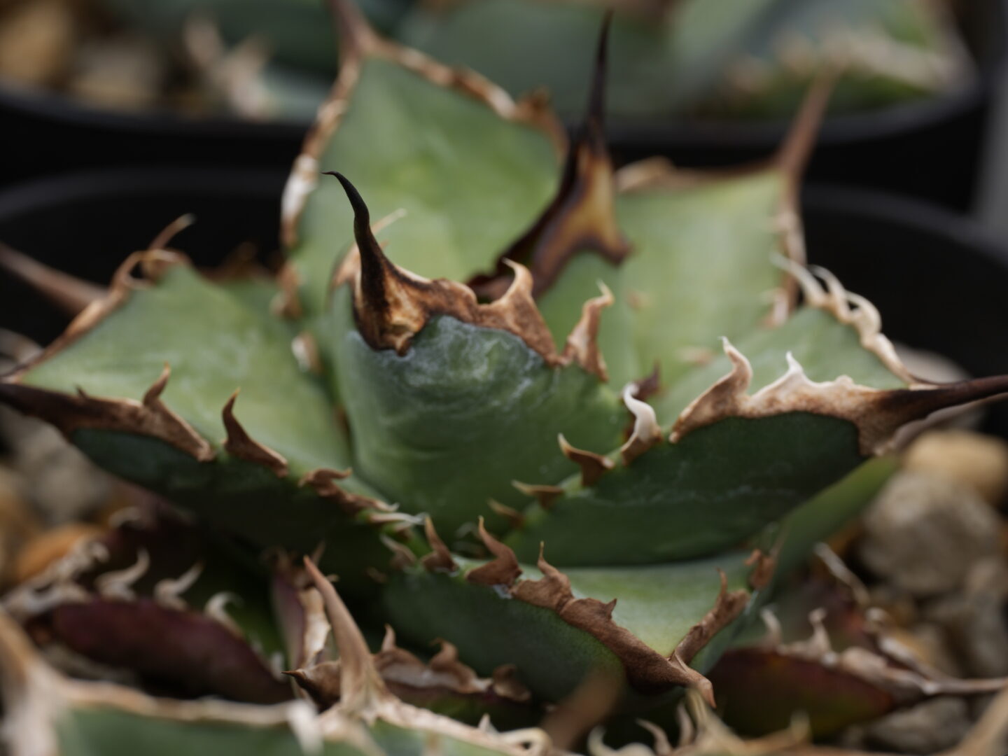 アガベ・オアハカとは？特徴と魅力を徹底解説 - セドリックプランツ