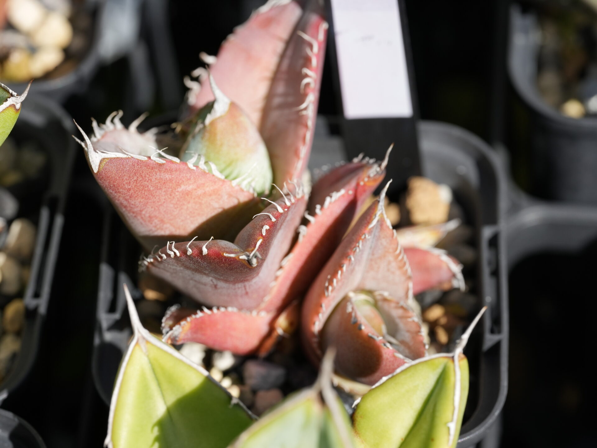 アガベの子株はいつでる？発生のタイミングと育て方 - セドリック