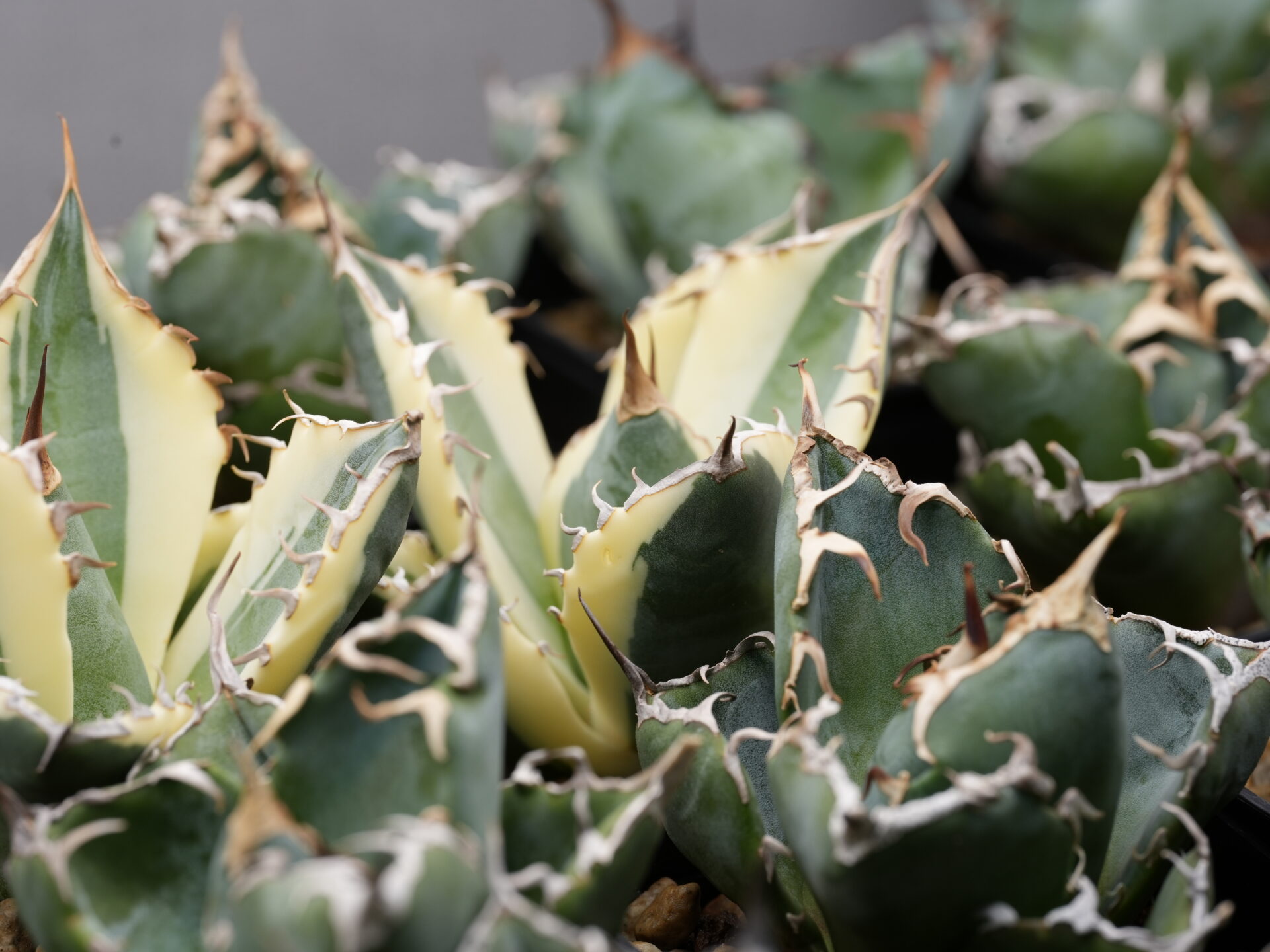 オテロイの育て方 - セドリックプランツ [アガベ オテロイの専門店]