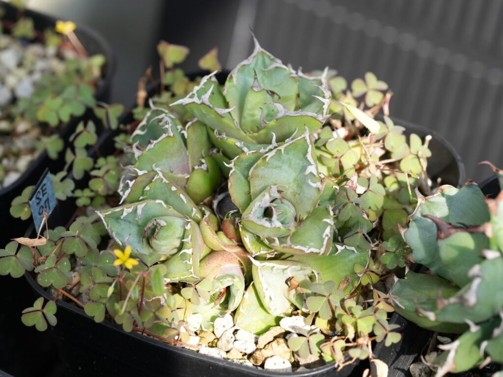 アガベの子株はいつでる？発生のタイミングと育て方 - セドリック